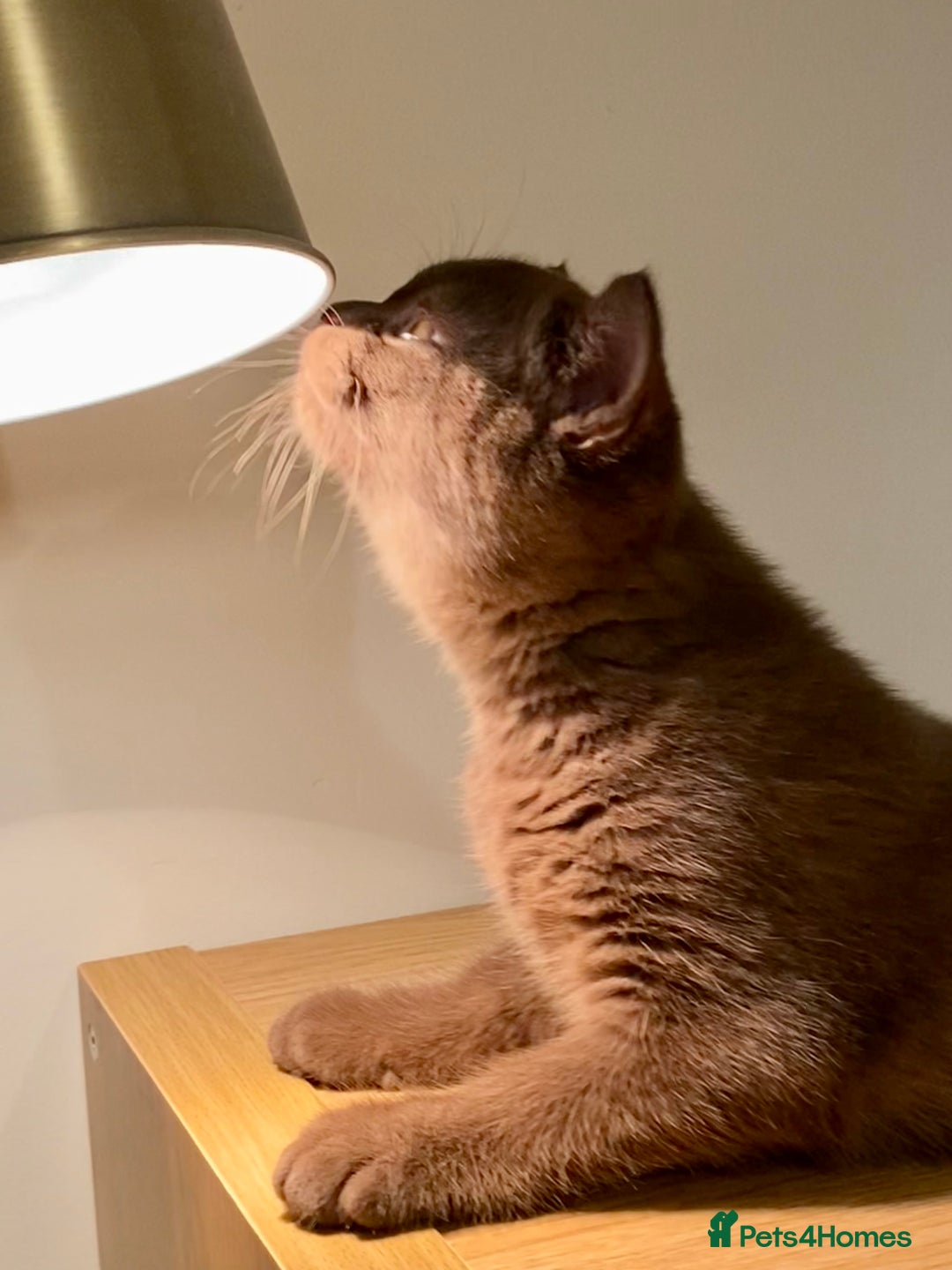 British Shorthair cats for sale: Champion line kittens  - Advert 9