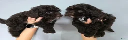Cockapoo dogs for sale: Chocolate DNA Health Tested Cockapoos  - Advert 16