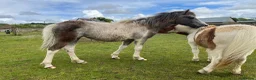 Other Breed horses for sale: Dartmoor Hill pony, Filly blue and white - Advert 3