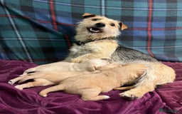 Jack Russell dogs for sale: Jack Russel Puppies - Image 3