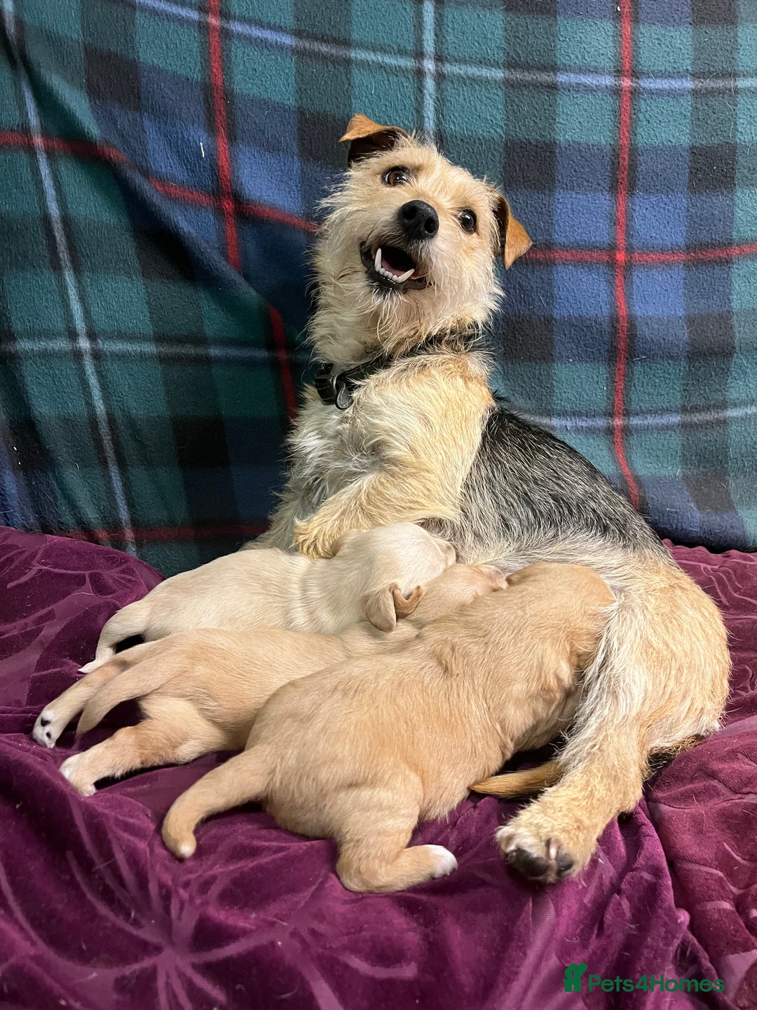 Jack Russell dogs for sale: Jack Russel Puppies - Image 3