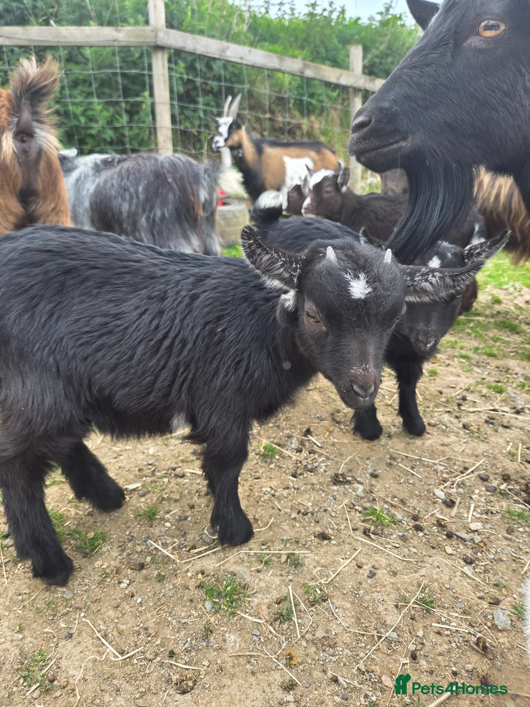 Goats livestock for sale: Pygmy kids - Advert 2