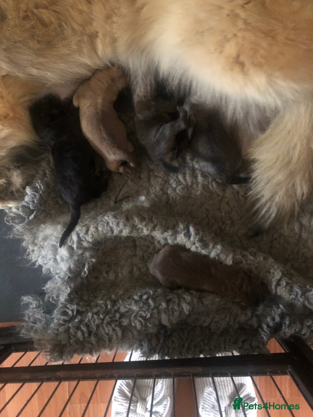 German Shepherd dogs for sale: German shepherd pups silver sable black/tan black  - Image 30