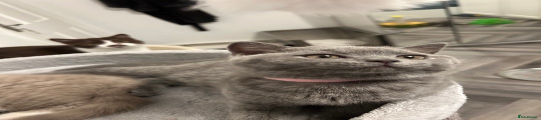British Shorthair Kitten 4