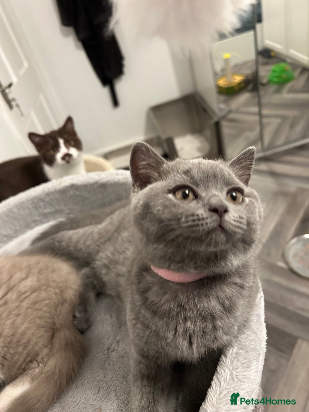 British Shorthair cats for sale: BSH Kittens 🧡🩷❤️💜💛💖 - Image 4