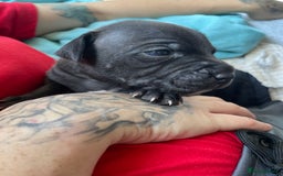 Staffordshire Bull Terrier dogs for sale: Last male Staffy looking for his forever home - Image 2