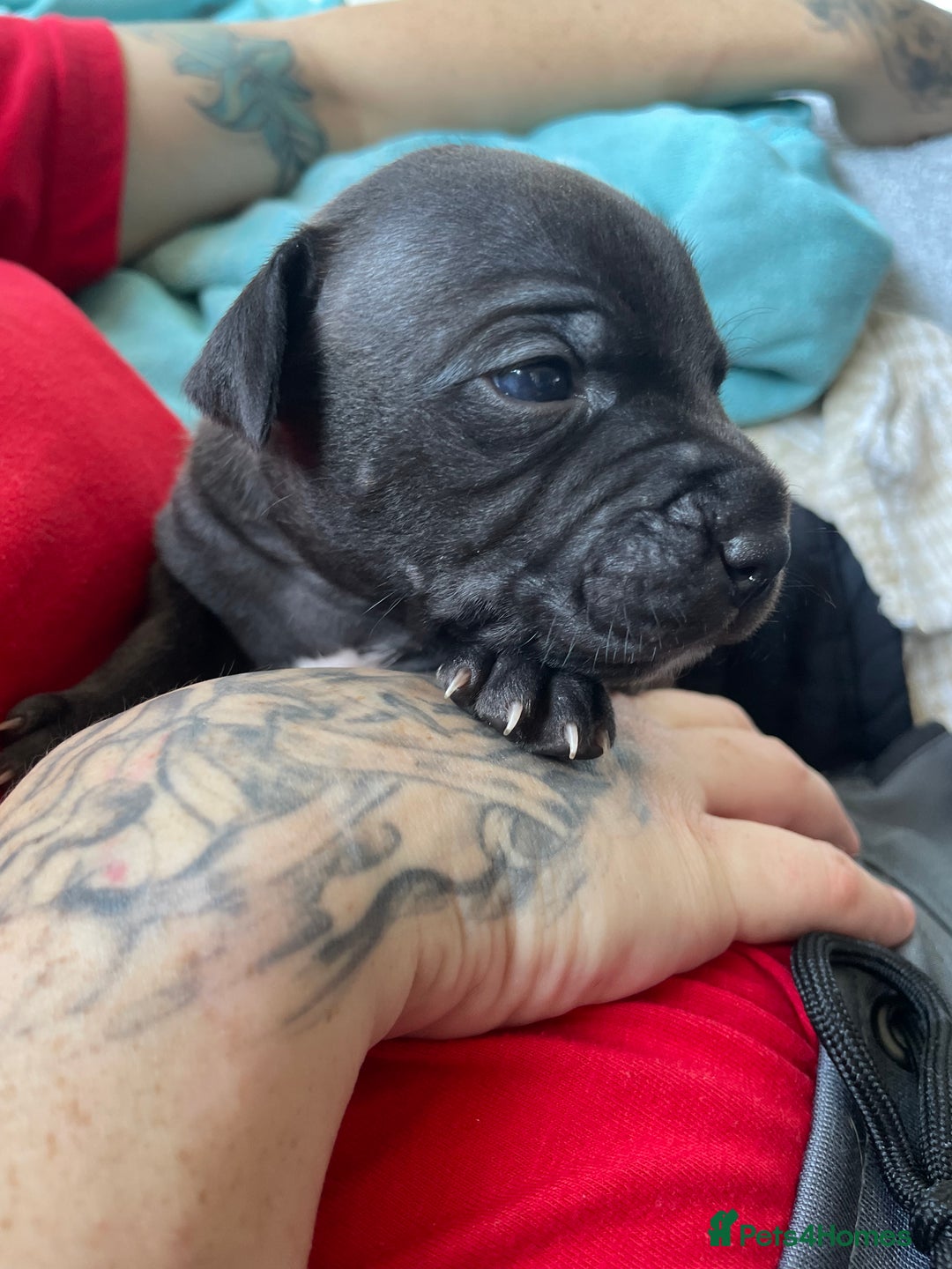 Staffordshire Bull Terrier dogs for sale: Last male Staffy looking for his forever home - Image 2