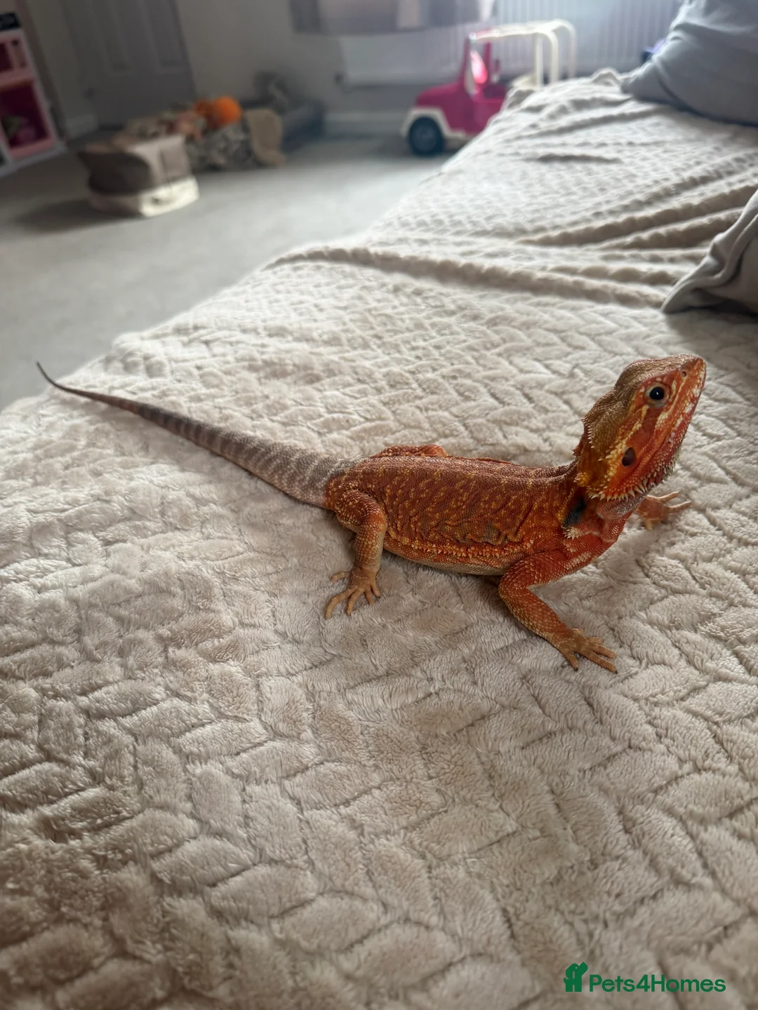Bearded Dragon reptiles for sale: Bearded dragons red and sand in Eastbourne - Advert 2