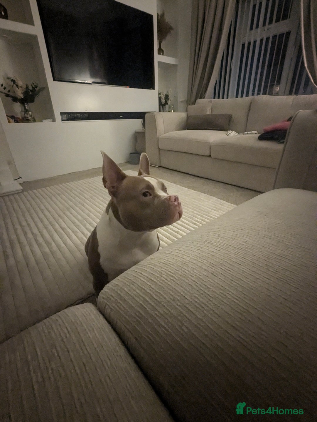 American Bully dogs for sale: Narla  - Advert 1