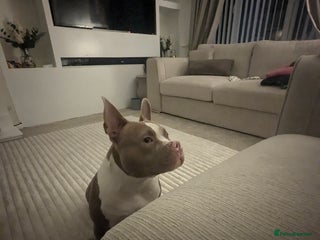 American Bully dogs Narla - Advert 1