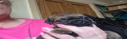 Border Terrier dogs for sale: Superb quality border terriers - Advert 4