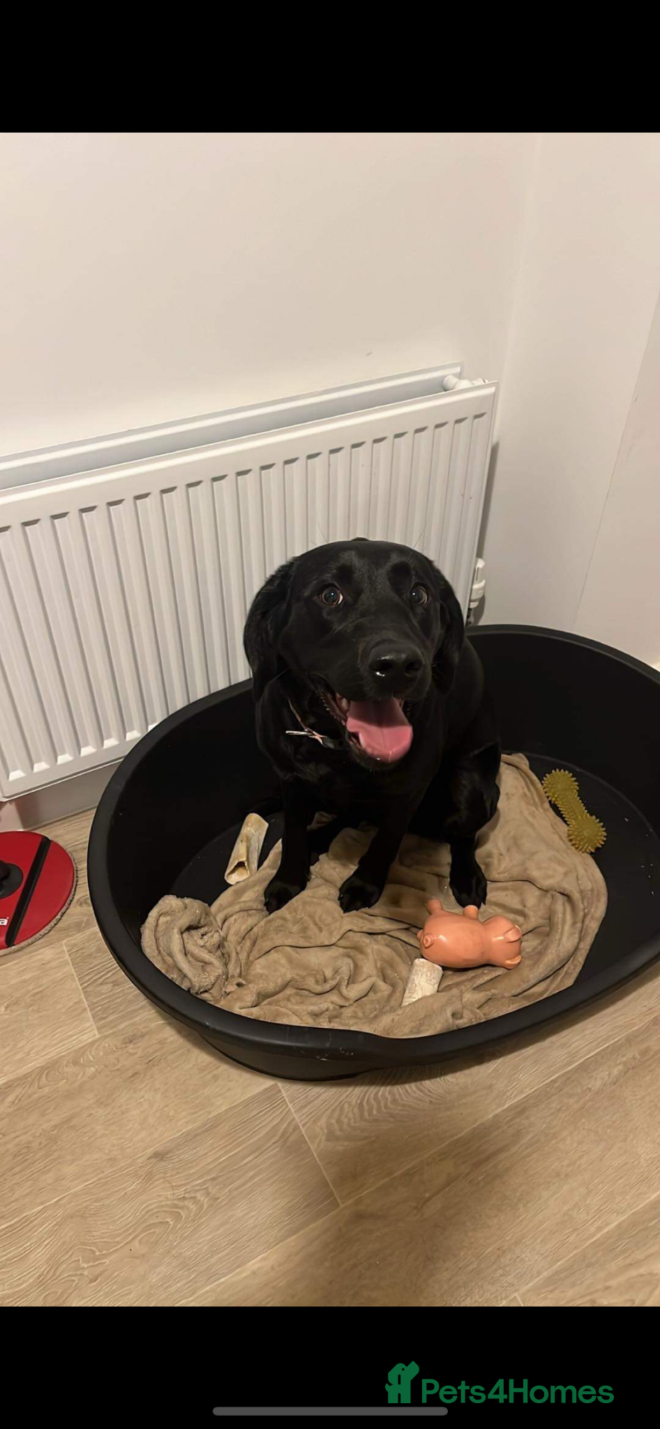 Labrador Retriever dogs for sale: Pure Breed Labrador Puppies  in Liskeard - Advert 13