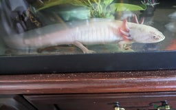 Axolotl reptiles for sale: 2 x adult female axolotl - Image 1