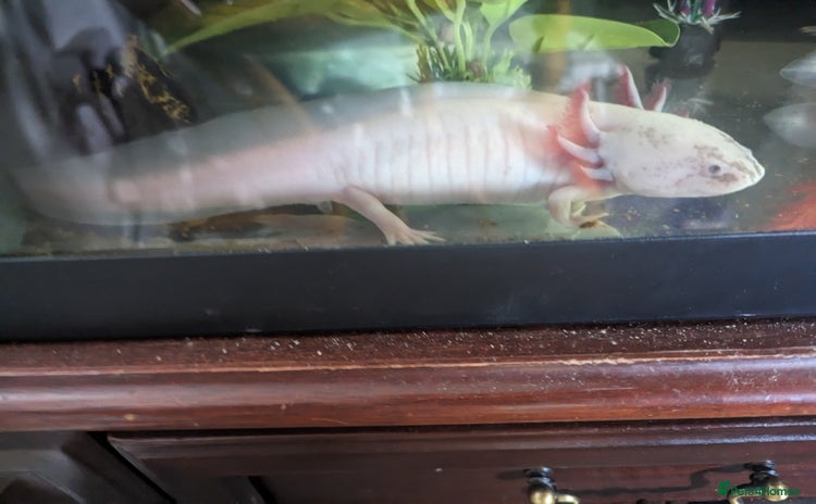 Axolotl reptiles - Advert 1