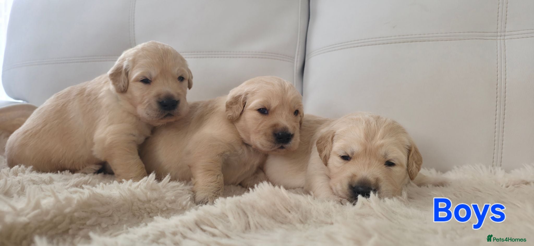 Golden Retriever dogs 5* Golden Retriver puppies - Advert 1