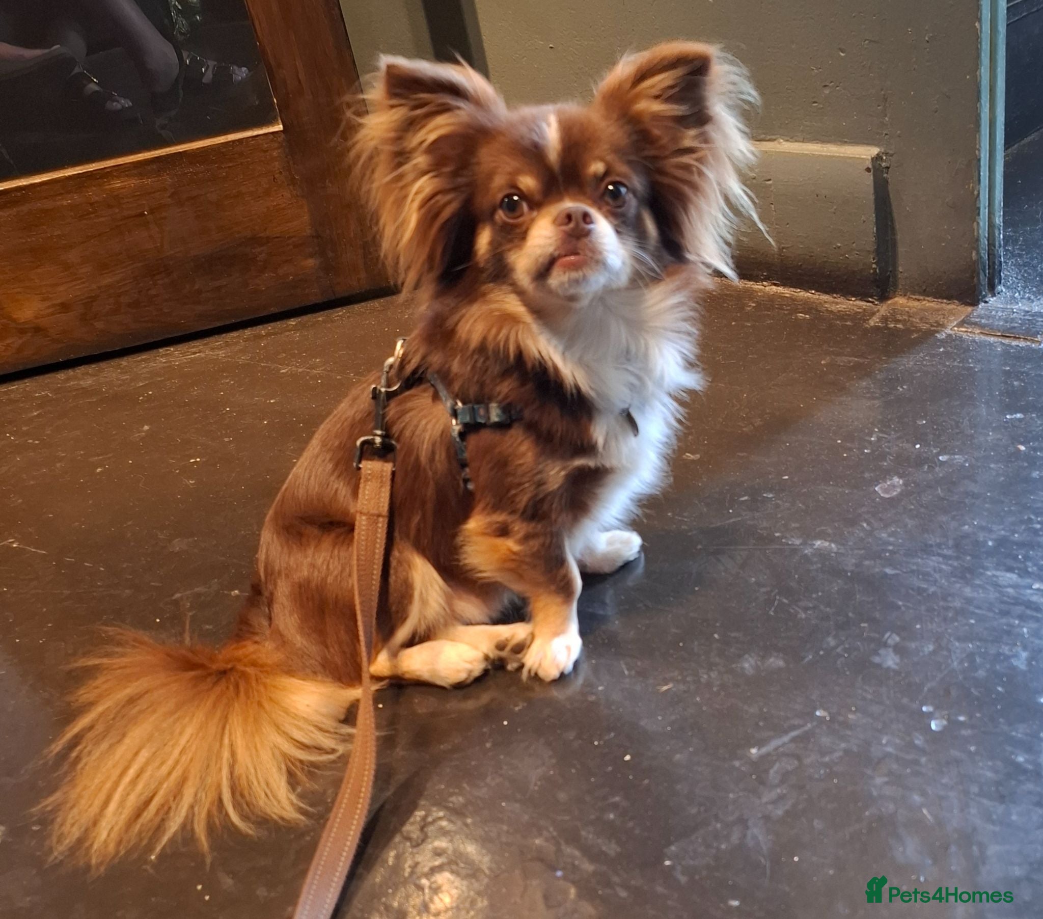 Chihuahua dogs  stud - Advert 20