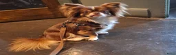 Chihuahua dogs for stud:  stud - Advert 1