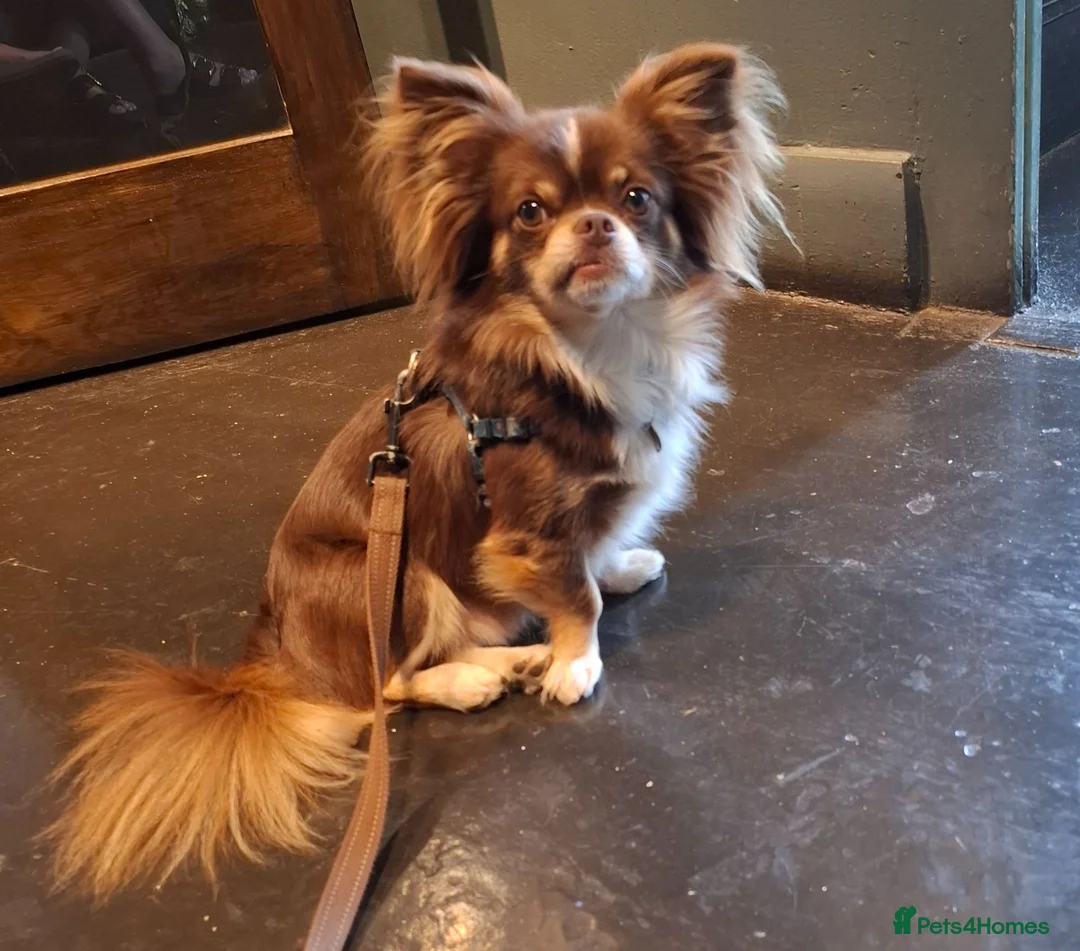 Chihuahua dogs for stud:  stud - Advert 1