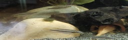 Cichlids fish for sale: Kribbines  - Advert 4