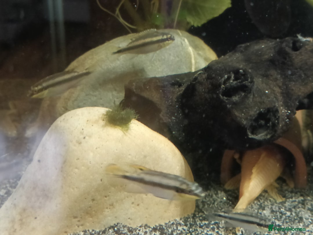 Cichlids fish for sale: Kribbines  - Image 4