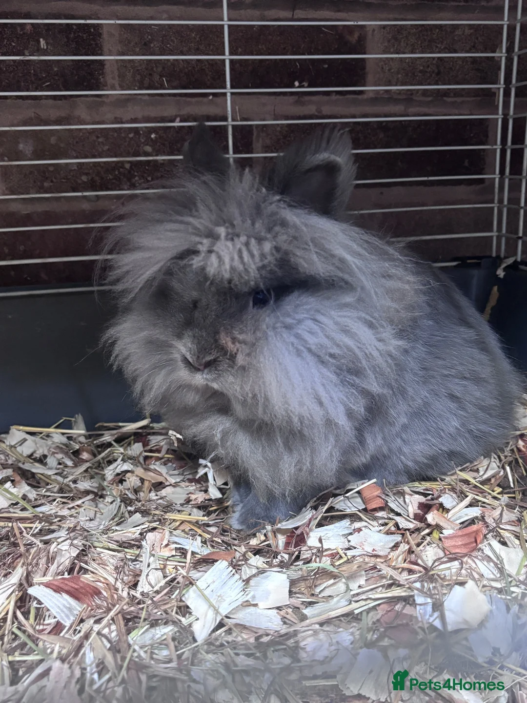 Mini Lop rabbits for sale: Adult Lionheads looking for homes  - Advert 3