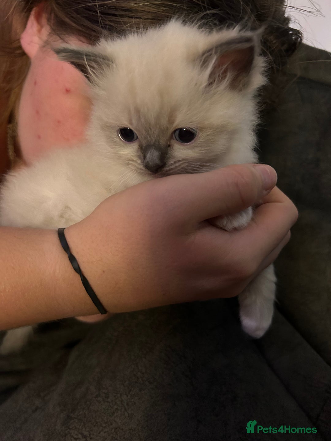 Ragdoll cats for sale: Rag doll kittens for sale 2 boys 1 girl  - Image 3