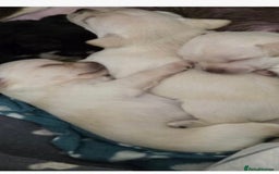 Mixed Breed dogs for sale: Mixed breed  - Advert 3