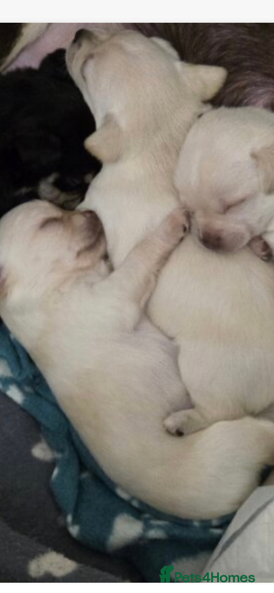 Mixed Breed dogs for sale: Mixed breed  - Advert 3