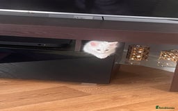 Turkish Angora cats for sale: Kitten  - Image 1