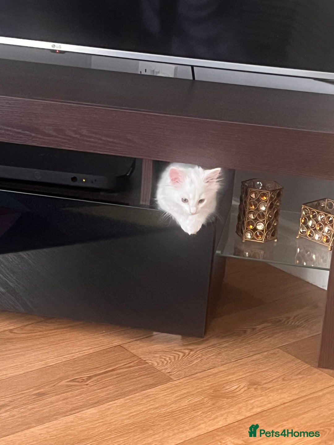 Turkish Angora cats for sale: Kitten  - Image 1