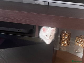 Turkish Angora cats - Advert 7