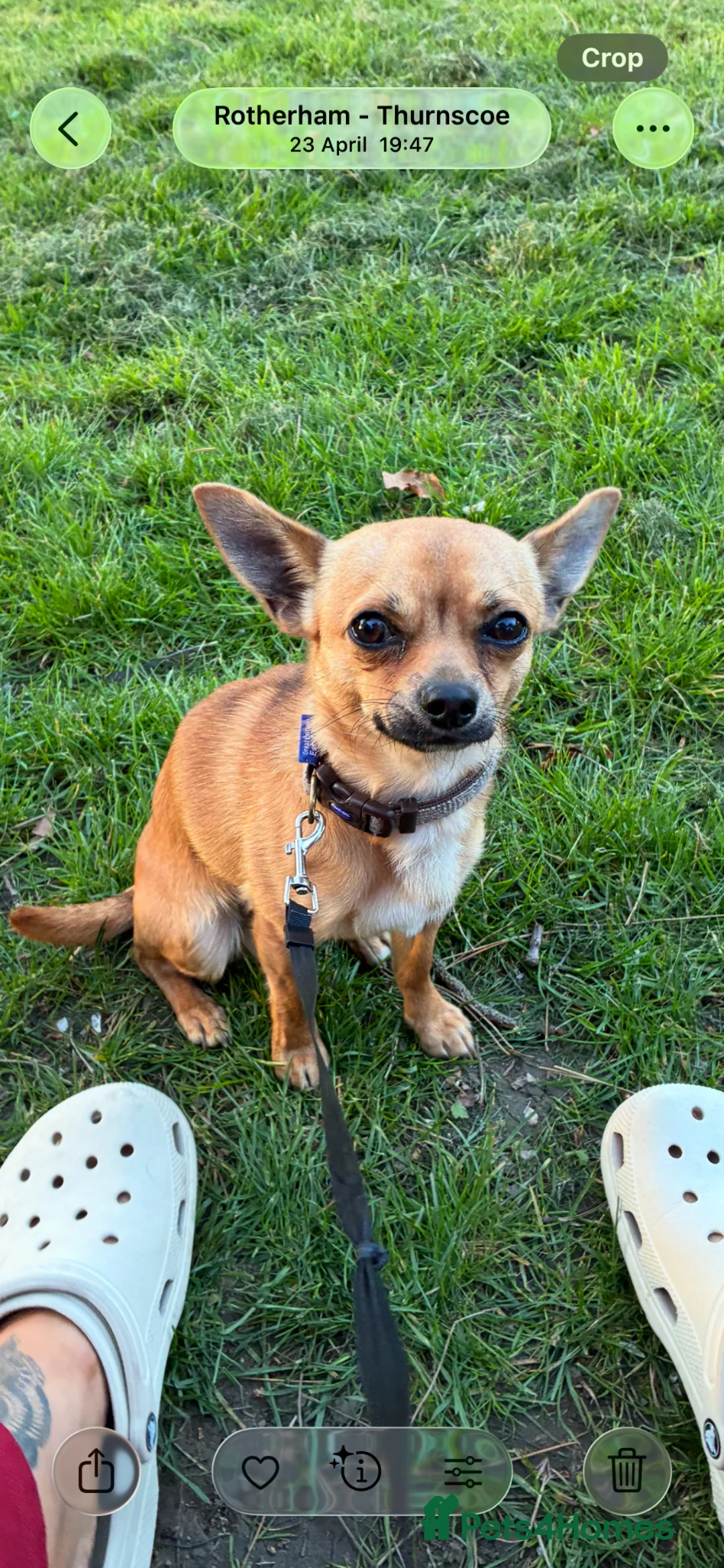 Chihuahua dogs for sale: Chihuahua boy for sale  in Rotherham - Advert 1