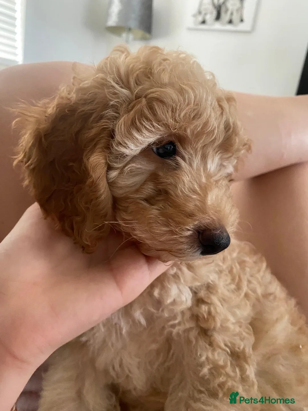 Miniature Poodle dogs for sale: 1 Golden boy re-available.Miniature Poodle Puppies - Advert 2