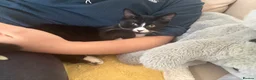 Mixed Breed cats for sale: Male cat  - Advert 6