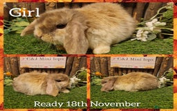Mini Lop rabbits for sale: Mini lop kits available to reserve  - Advert 7