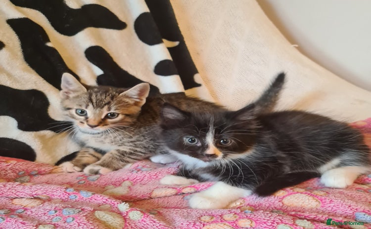 Mixed Breed cats - Advert 5