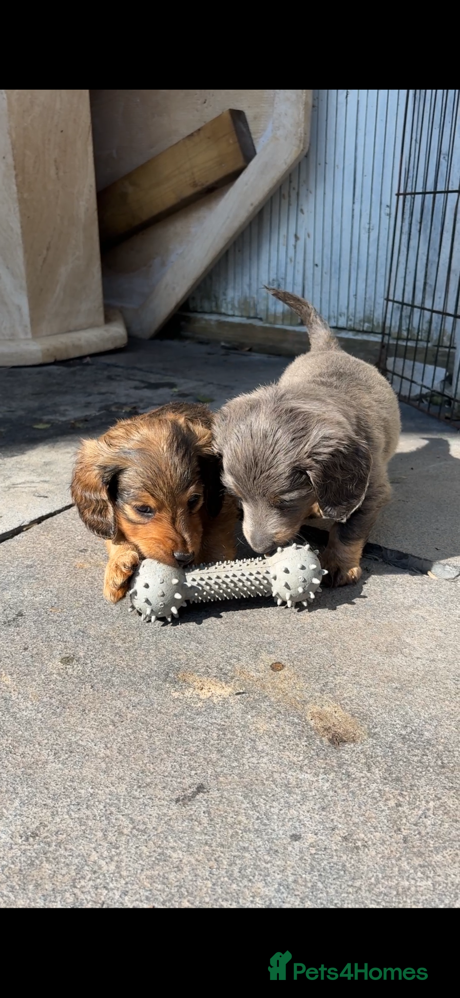 Miniature Dachshund dogs ♥️LONG COAT DAXIS♥️ ONLY GIRLS ♥️ - Advert 1