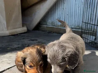 Miniature Dachshund dogs ♥️LONG COAT DAXIS♥️ ONLY GIRLS ♥️ - Advert 3