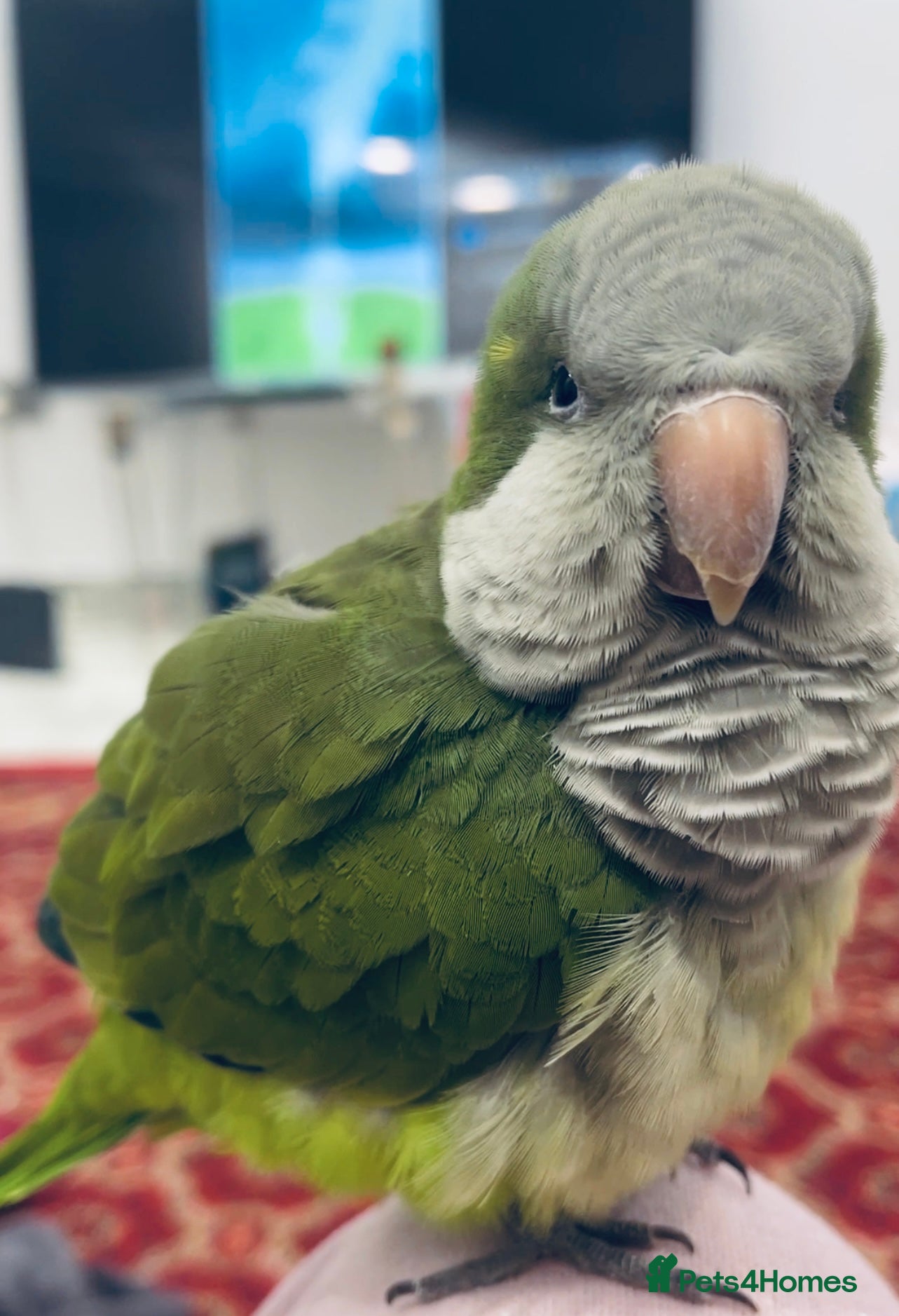 Parakeets birds Talking green Quaker parrot - Advert 1