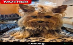 Yorkshire Terrier dogs for sale: Yorkshire Terrier Baby face boys for Sale  😍 - Image 7