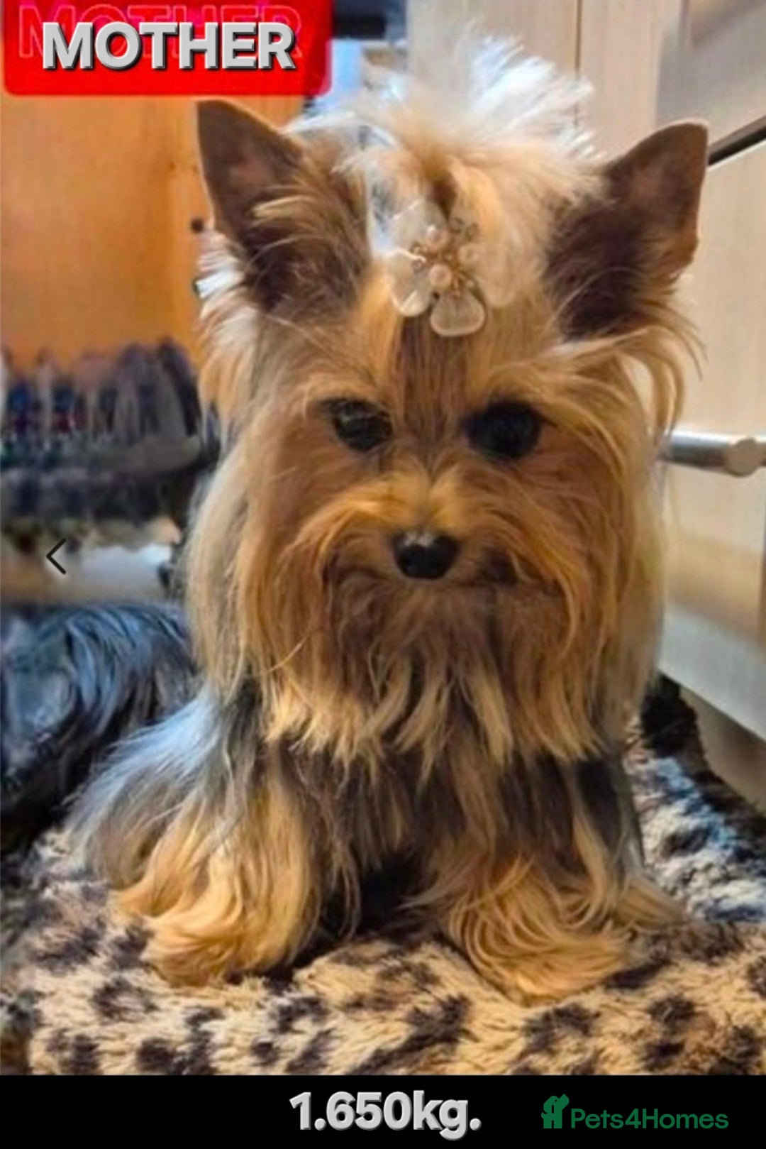 Yorkshire Terrier dogs for sale: Yorkshire Terrier Baby face boys for Sale  😍 - Image 7
