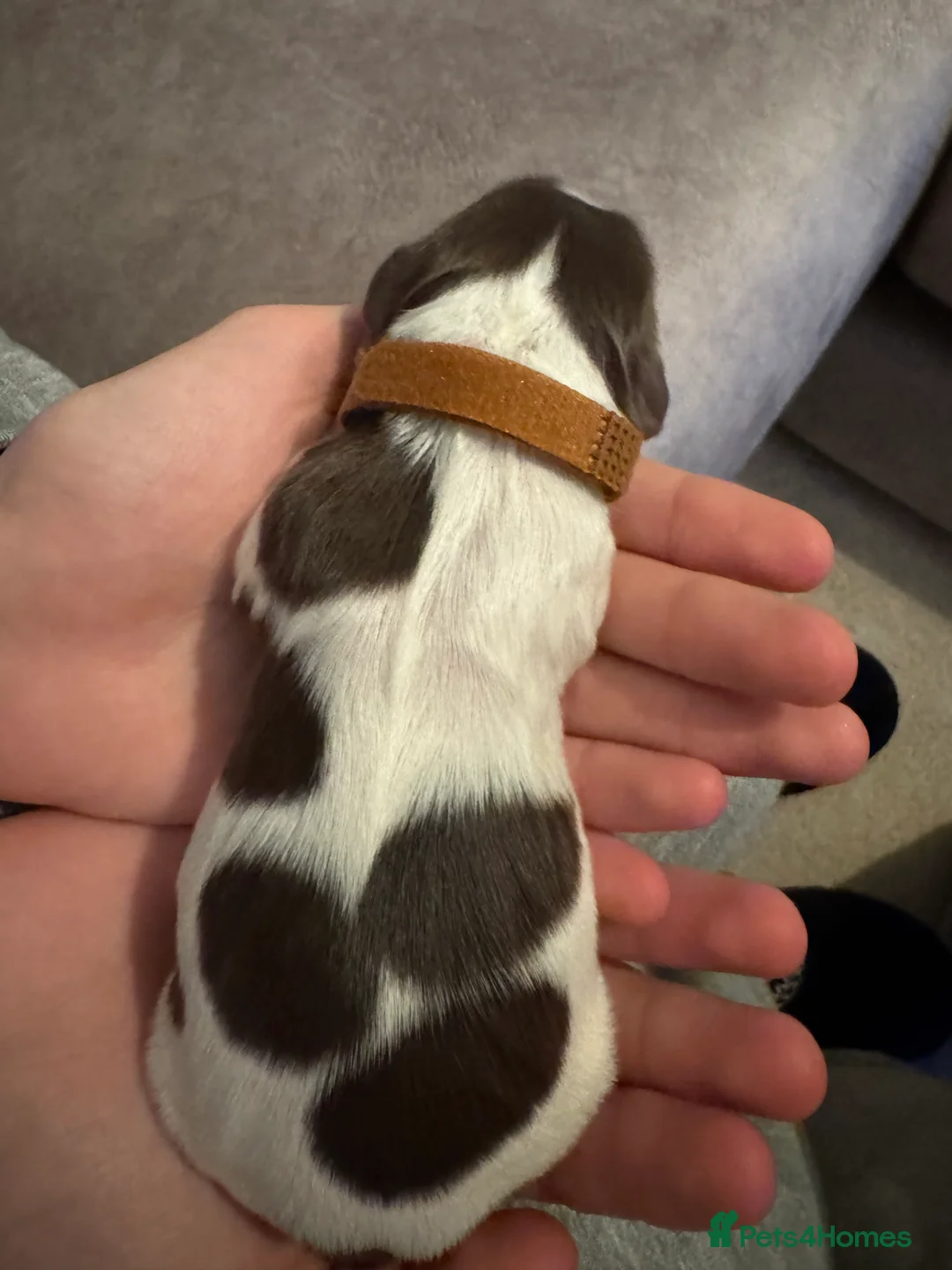 English Springer Spaniel dogs for sale: Adorable KC Registered Springer Spaniel Puppies - Advert 3