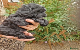Cockapoo dogs for sale: VANASUZE SHOW TYPE F1b COCKAPOOS - Image 9