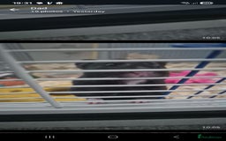 Hamster rodents for sale: Serian hamster. Black, female - Image 4