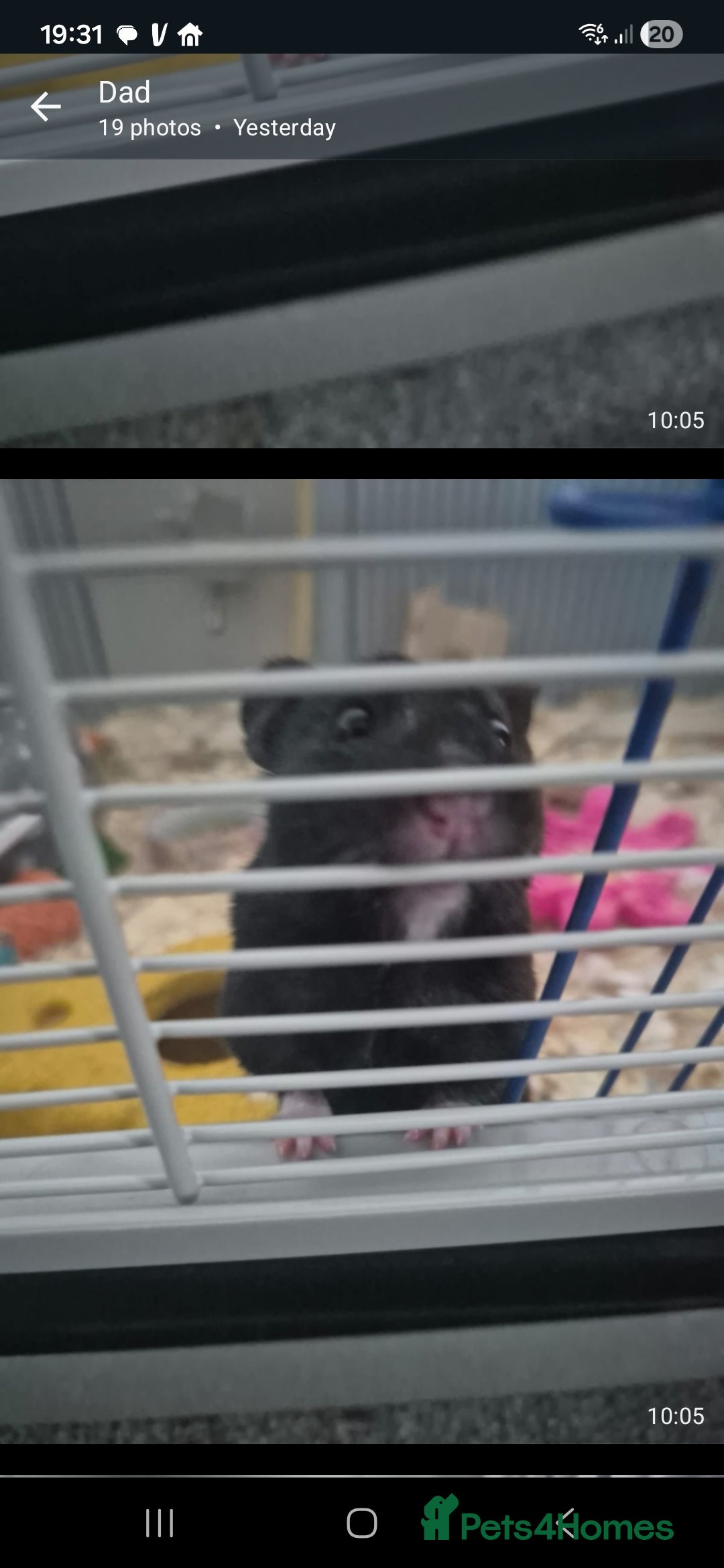 Hamster rodents for sale: Serian hamster. Black, female - Image 4