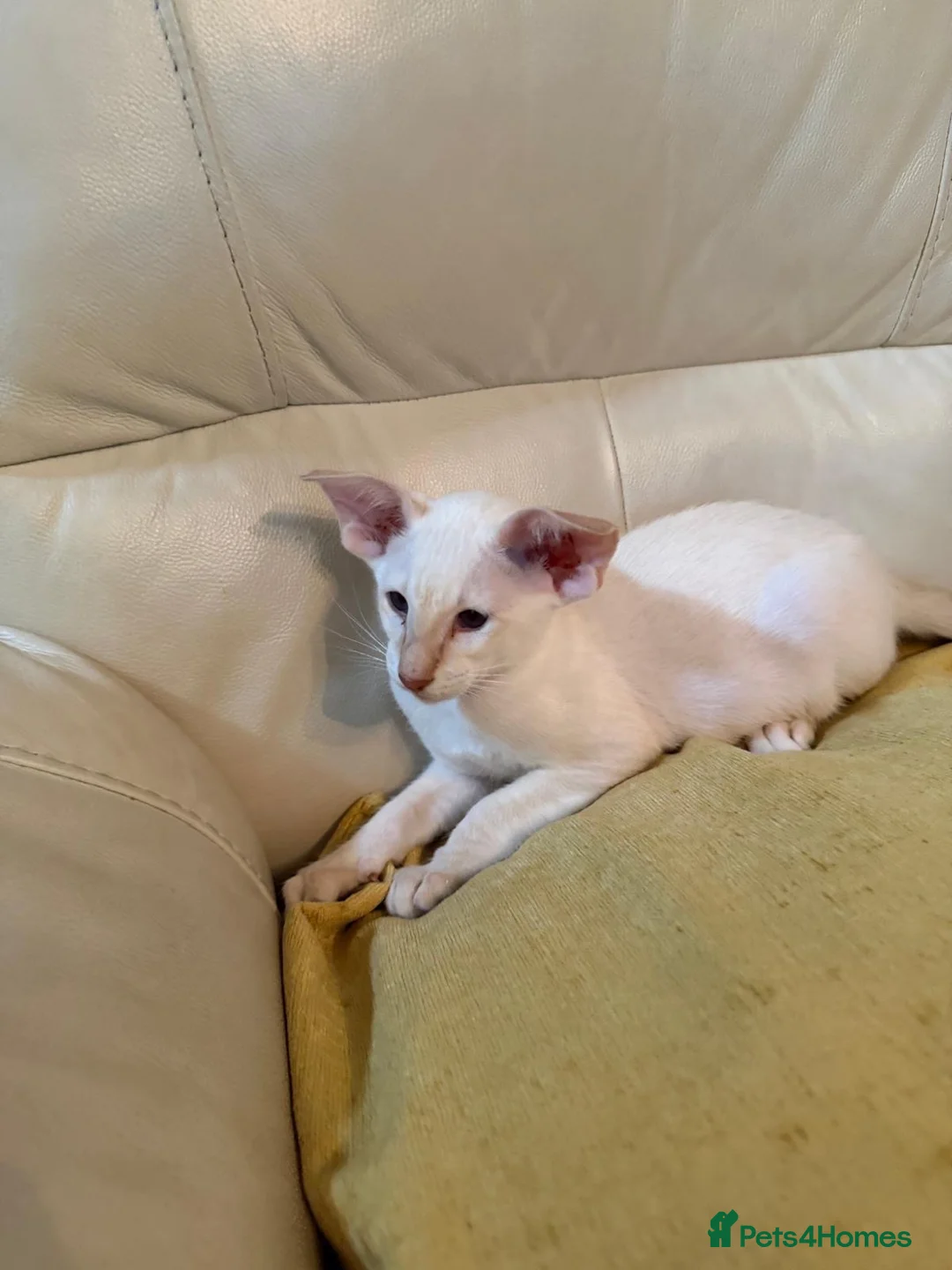 Oriental cats for sale: GCCF Oriental Kittens  - Advert 1
