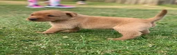 Labrador Retriever dogs for sale: Beautiful KC Labrador puppies - Advert 9