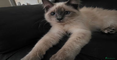 Ragdoll cats - Advert 9