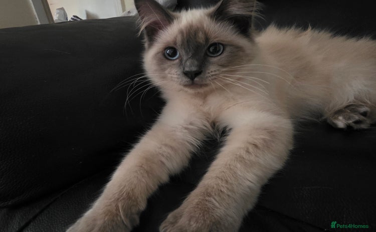 Ragdoll cats - Advert 4