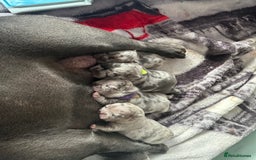 French Bulldog dogs for sale: Blue merle French bulldog puppy  - Advert 3